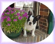 Mes Bouledogues fran&ccedil;ais