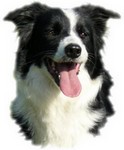 le Border Collie, un chien d'exception, une passio