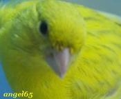 les canaris couleurs