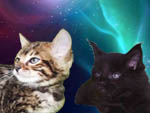 Elevage de chatons maine coon et bengal LOOF