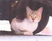 pas d'euthanasies pour les chats des rues