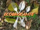 ecobrocante, objets anciens ou d'occasions