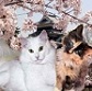 Chats Norv&eacute;giens de l'Empire des Sakuras