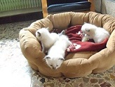 le manege a birman