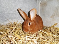 Elevage de lapins de races