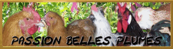 passionbellesplumes
