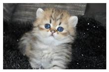 chatterie des royales emeraudes
